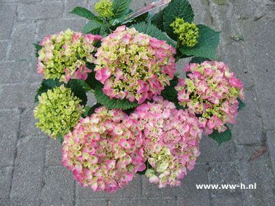 Hortensia in soorten meerdere bloemenv.a. 6,99 Hortensia in soorten meerdere bloemenv.a. 6,99